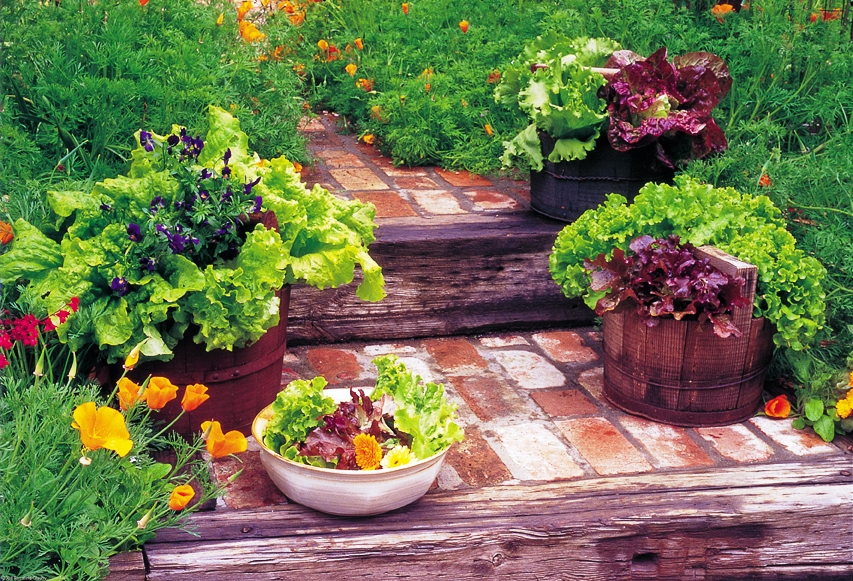 You can grow winter vegetables in containers 
